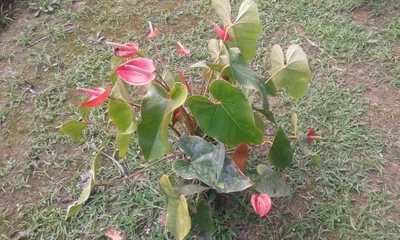 Guabiruba - Photo 2