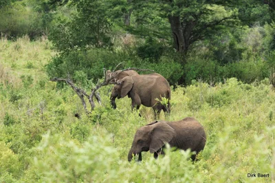 The Big Five False Bay Local Municipality - Photo 2