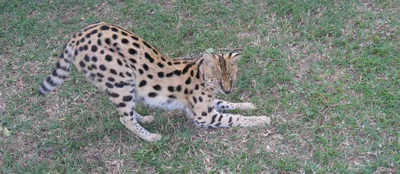 The Big Five False Bay Local Municipality - Photo 3
