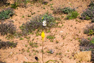 Namaqualand - Photo 2