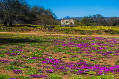 Namaqualand - Photo 3