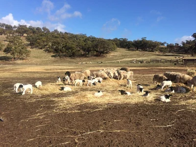 Clackline - Photo 5