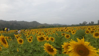 Muak Lek - Photo 3