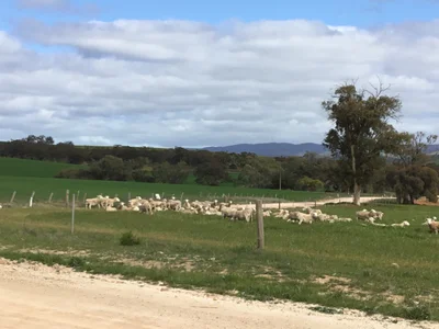 Wirrabara - Photo 5