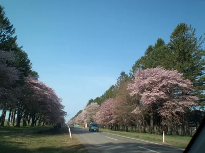 Shinhidaka - Photo 5