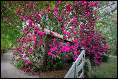 Mount Wilson - Photo 2