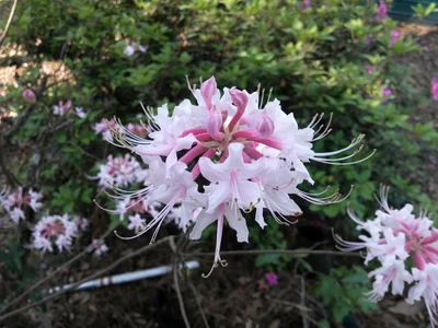 Middleburg - Photo 2