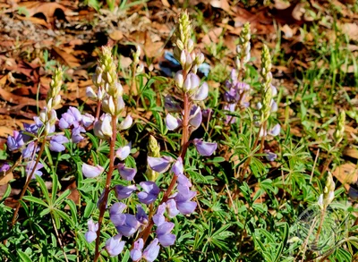 Middleburg - Photo 5