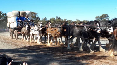 Barellan - Photo 2