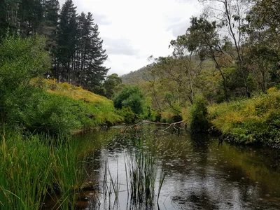 Cudlee Creek - Photo 2