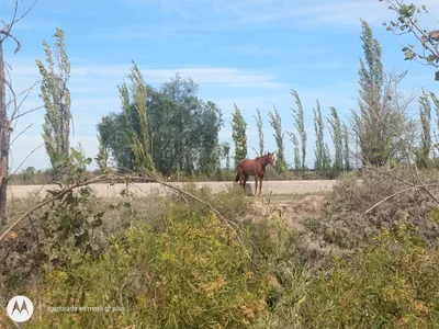 Distrito Ciudad de General Alvear - Photo 4