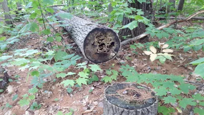 Carling Township - Photo 5