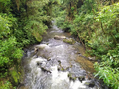 Upper Bush Track - Photo 3