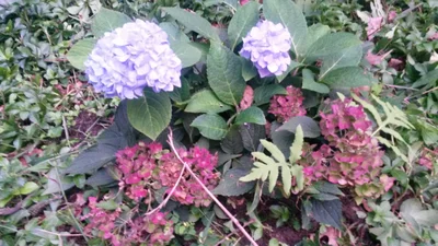 Westford - Photo 4