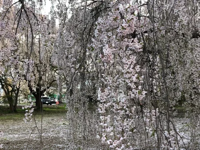Aomori - Photo 4