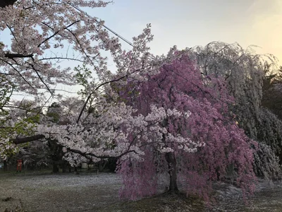Aomori - Photo 5