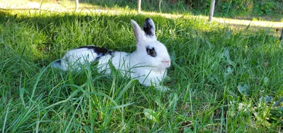Lacey - Photo 4