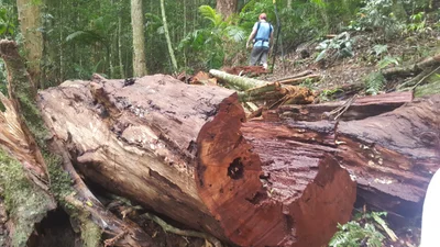 Mount Glorious - Photo 5