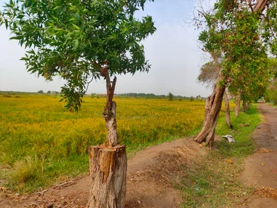Gharo - Photo 3