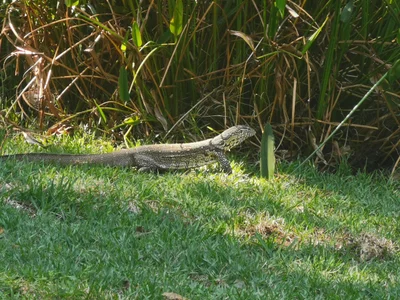 Ngwenya - Photo 3