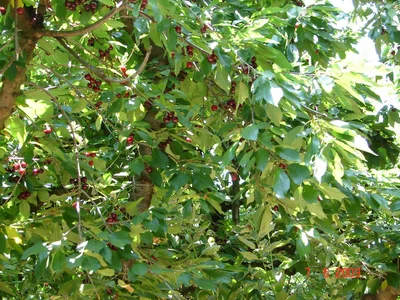 Brentwood - Photo 4