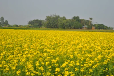 Subei County - Photo 2