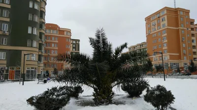 Masazir - Photo 2