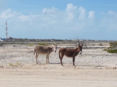 South Caicos - Photo 2