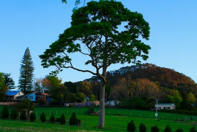 Comboyne - Photo 2