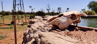 Kingoonya - Photo 5