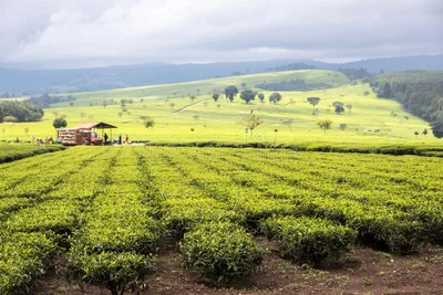 Kericho - Photo 2