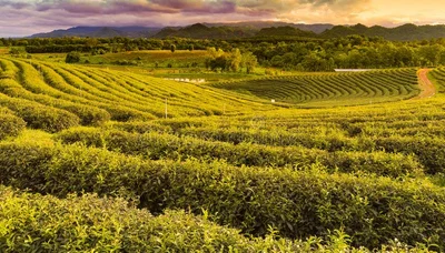 Kericho - Photo 3