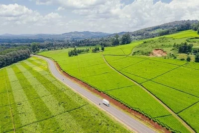 Kericho - Photo 4