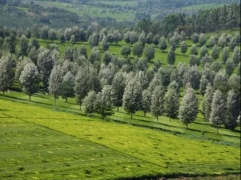 Kericho - Photo 5