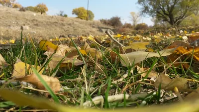 Lanjar - Photo 3