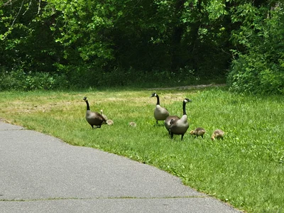 Massapequa Park - Photo 5
