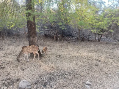 Panna Tiger Reserve - Photo 2