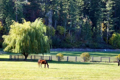 Armstrong - Photo 3