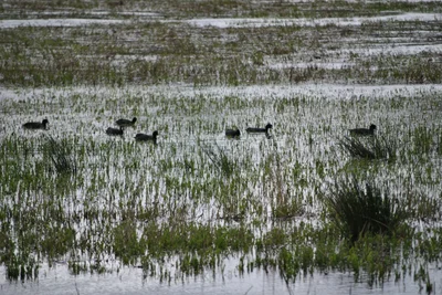 Ridgefield National Wildlife Refuge - Photo 5