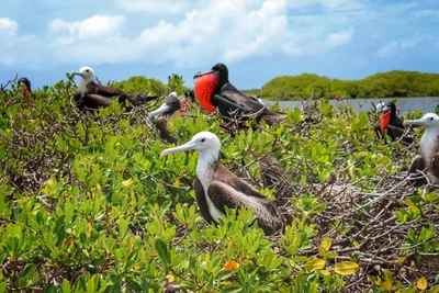 Barbuda - Photo 2