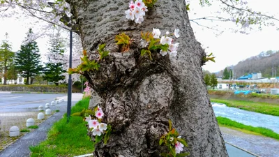 Kosaka - Photo 5