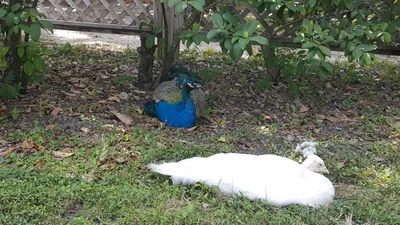 Weeki Wachee - Photo 2
