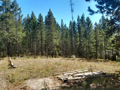 Island Park - Photo 2