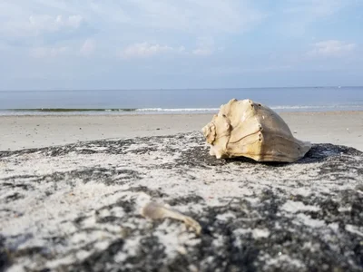 Amelia Island - Photo 5