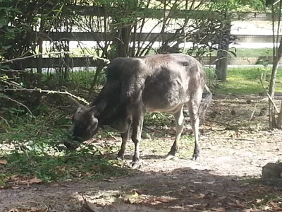Loxahatchee - Photo 5