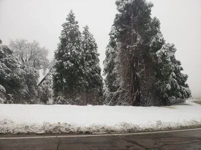 Palomar Mountain - Photo 3