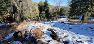 Palomar Mountain - Photo 5