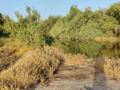 Gila Bend - Photo 4