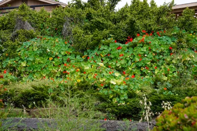 Summerland - Photo 3