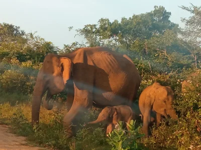 Udawalawe - Photo 2